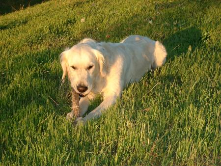 mon toutou boubou